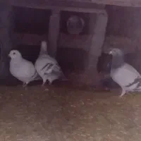 جفت شامی جفت سبز کرمونی