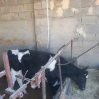 گوساله ماده