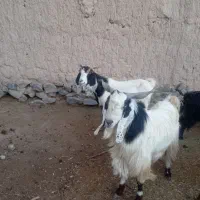 بز تکه|حیوانات مزرعه|بیرجند, |دیوار