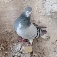 دسه کفتری