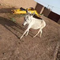 کره‌خر یکساله‌ونیم‌ فروشی