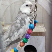 یه جفت عروس مولد