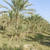 فروش باغ در بنار ابشیرین|فروش دفتر صنعتی، کشاورزی، تجاری|برازجان, |دیوار