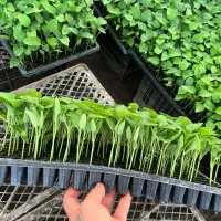 نشاء بادمجان گلخانه ایی و فضای باز هندوانه بیضی و