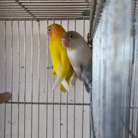 یک جفت کوتوله فیشر طلایی و سفید مولد|پرنده|مبارکه, |دیوار