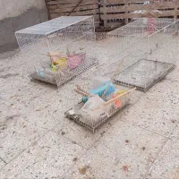 قفس|لوازم جانبی حیوانات|قوچان, |دیوار