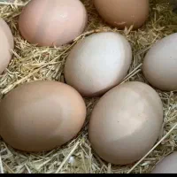 تخم مرغ بومی