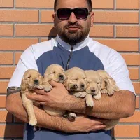 توله سگ گلدنرتریور