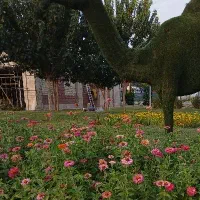 متقاضی ضامن