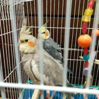 عروس هلندی جفت