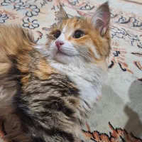 آماده جفت گیری