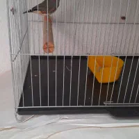 فروش یک جفت فنچ نرگسی و یک عدد سهره قناری ماده|پرنده|خرمدره, |دیوار