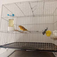 قناری نر و ماده آهویی