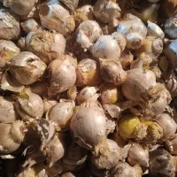 موسیر کوهی|خوردنی و آشامیدنی|دهگلان, |دیوار