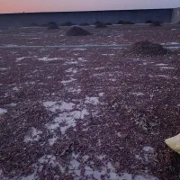 پوست پسته خراک دام|حیوانات مزرعه|بردسکن, |دیوار