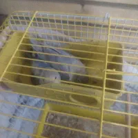طوطی|پرنده|اصفهان, پارک خبرنگار|دیوار