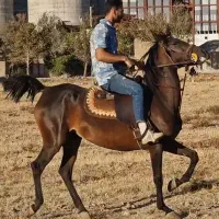 اسب مادیان|اسب و تجهیزات اسبسواری|کرمانشاه, |دیوار