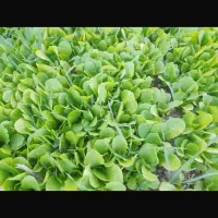 بذر کاهو کرجی