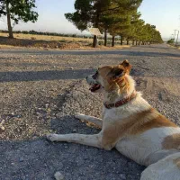 سگ نگهبان خانواده