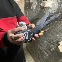 کفترپلاکی شهرستانی پرشی