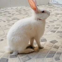 خرگوش راست گوش