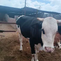 گوساله وگاو|حیوانات مزرعه|زاهدان, |دیوار