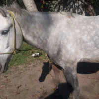 اسب ۴ سال همچی عالی هم سواری هم باری|اسب و تجهیزات اسبسواری|گوراب زرمیخ, |دیوار