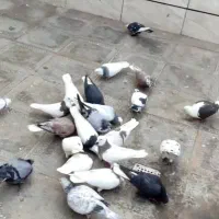 دسته کبوتر شهرستانی پرشی رنگه