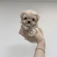 نژاد مالتیپو