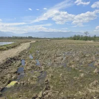 فروش زمین ۱۲هزارمتری کشاورزی باسند تکبرگ