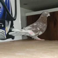 نر سرور پرشی|پرنده|قم, زند آباد|دیوار