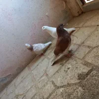 کفتر