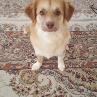 تربیت شده باهوش|سگ|خرم‌آباد, |دیوار