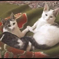 واگذاری|گربه|شاهرود, |دیوار