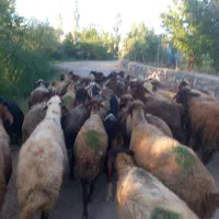 گوسفند آبستن مالچه