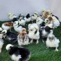 جوجه مرغ زینتی سلطان متلد و لهستانی