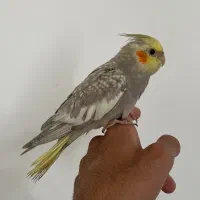 جوجه عروس هلندی گلباغالی