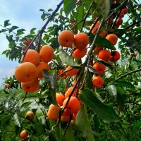خرمالو تازه|خوردنی و آشامیدنی|رشت, سلیمانداراب|دیوار