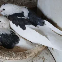 کبوتر پرشی