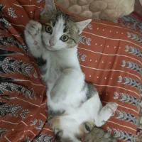 گربه دوماهه دختر dssh رایگان