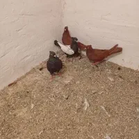 چن عدد کفتر پرشتی نازار