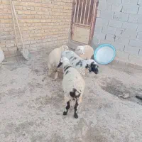 بره و میش|حیوانات مزرعه|کرباسک, |دیوار