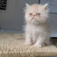 گربه پ.ر.ش.ی.ن