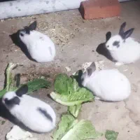 2عدد بچە خرگوش قیمت هر عدد500هزار