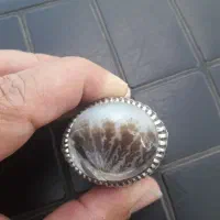 شجر اصلی