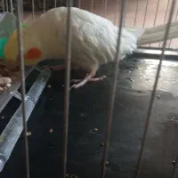 عروس هلندی همراه با قفس سالم