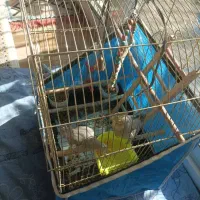 عروس هلندی|پرنده|فولادشهر, C5|دیوار