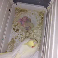 تعدادی جوجه عروس پاریس