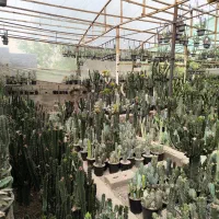 فروش انواع کاکتوس