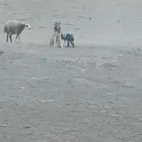 سگ ۹ماهه نر